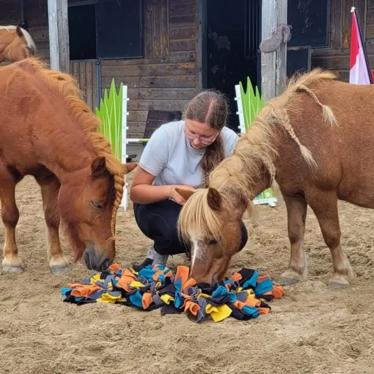 Hersenwerk met paarden