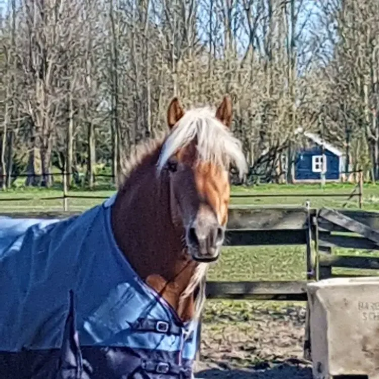 Paard Saar met roodbruine vacht en blauwe deken kijkt nieuwsgierig naar de camera in een groene buitenomgeving met bomen en een blauwe schuur op de achtergrond