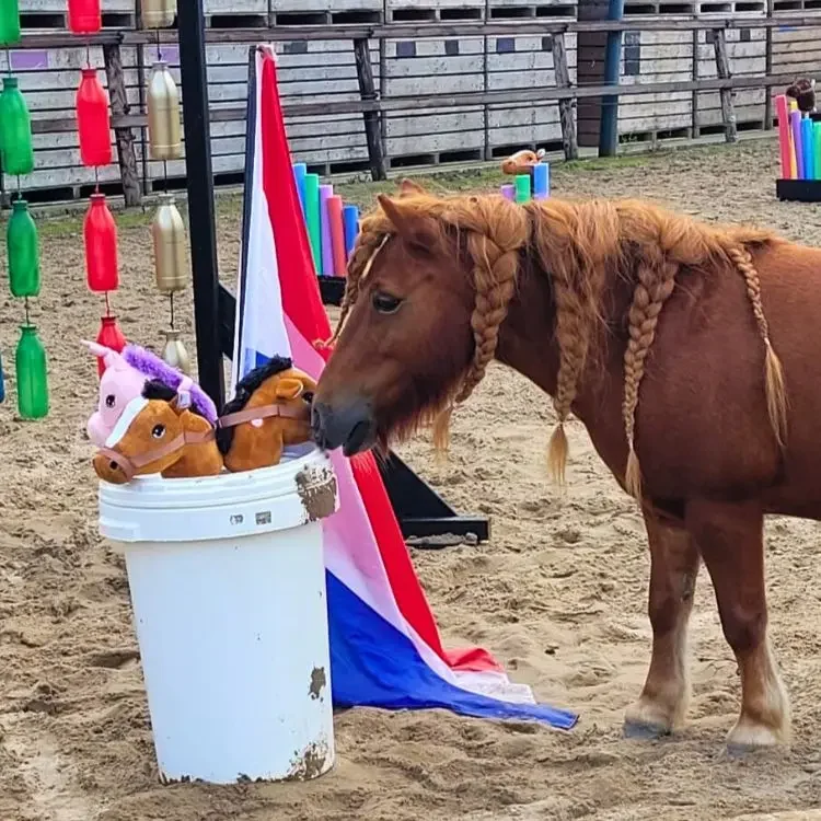 Pony met gevlochten manen onderzoekt een witte emmer vol knuffelpaardjes, omringd door kleurrijke decoratie en een rood-wit-blauwe vlag in een buitenpaddock