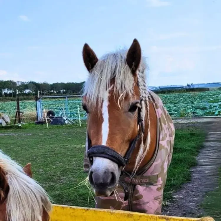 Paard Starlynn met lichtbruine vacht en gevlochten manen draagt een roze camouflage-deken en kijkt nieuwsgierig over een gele barrière in een groene weide