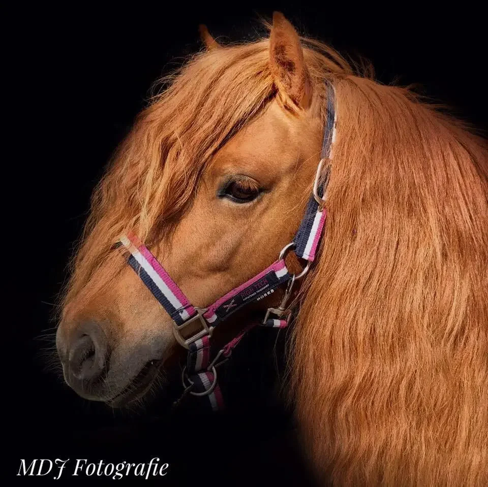 Close-up van paard Wonder met roodbruine vacht en speelse blik, gefotografeerd tegen zwarte achtergrond met kleurrijk halster